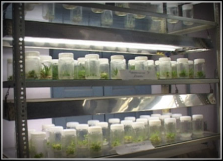 Tissue Culture Lab